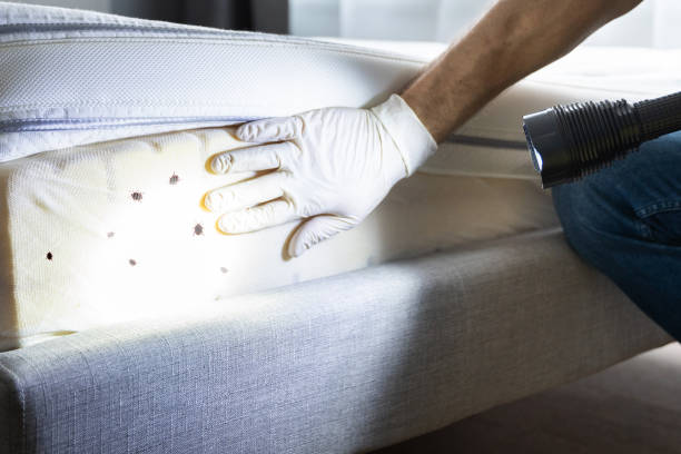 Best Ant Control Services  in Coing, AL
